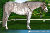 Horse Color:Liver Red Roan Mushroom Sabino 