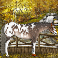 Horse Color:Liver Chestnut Mushroom Sabino Appaloosa 