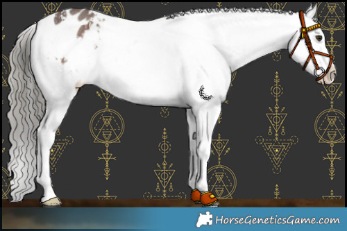Horse Color:Liver Chestnut Mushroom Sabino Appaloosa 