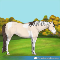 Horse Color:Amber Champagne Dun Splash Tobiano 
