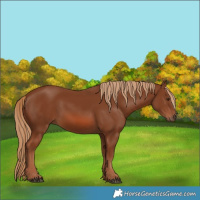 Horse Color:Chestnut 