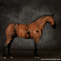 Horse Color:Void White Spotted Buckskin Splash 