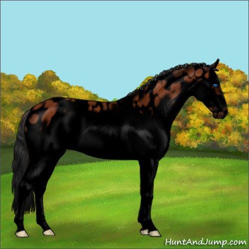 Horse Color:Void White Spotted Bay Roan Splash Frame Appaloosa 