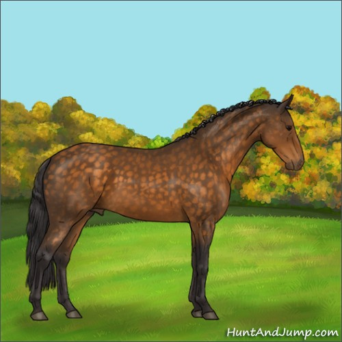 Horse Color:Void Buckskin 
