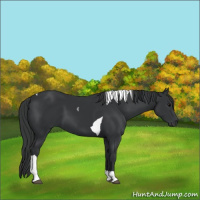 Horse Color:Black Tobiano 