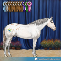 Horse Color:Bay Dun Appaloosa Rabicano 