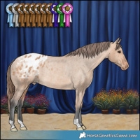 Horse Color:Bay Dun Appaloosa Rabicano 