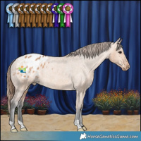 Horse Color:Bay Dun Appaloosa Rabicano 