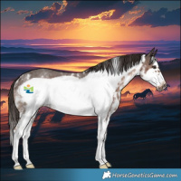 Horse Color:Liver Chestnut Sabino Frame Rabicano 