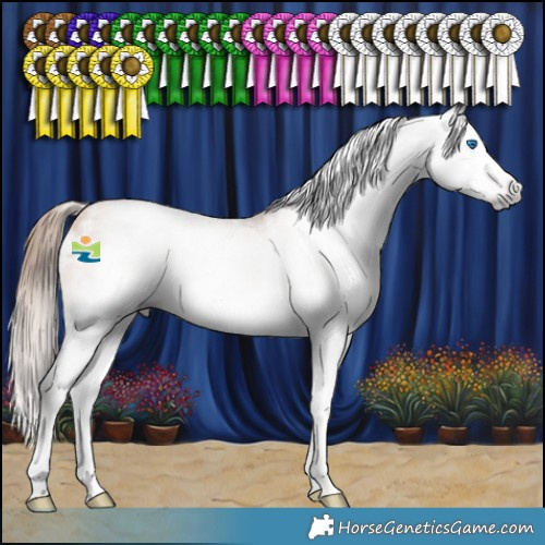 Horse Color:Gray Gold Champagne Sabino Splash 