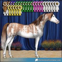 Horse Color:Gray Gold Champagne Sabino Splash 