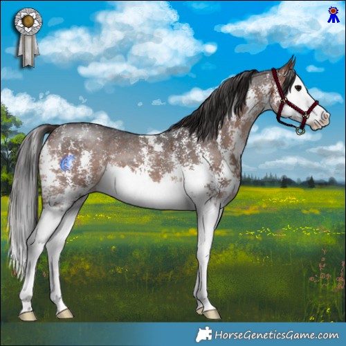 Horse Color:Brown Sabino Splash 
