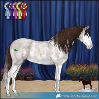 Horse Color:Liver Red Roan Sabino Splash 