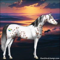Horse Color:Gray Brown Tobiano Appaloosa Rabicano