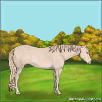 Horse Color:Perlino