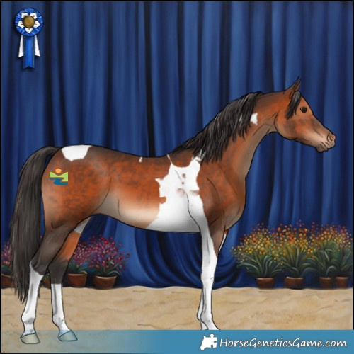 Horse Color:Brown Tobiano 