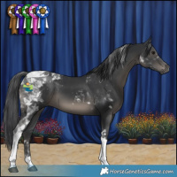 Horse Color:Black Tobiano 