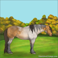Horse Color:Buckskin 