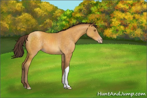 Horse Color:Sable Cream Champagne 