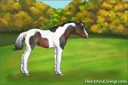 Horse Color:Brown Tobiano 