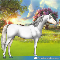 Horse Color:Palomino Tobiano Appaloosa Rabicano