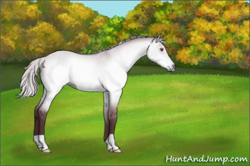 Horse Color:Chocolate Silver Bay Chinchilla Dun 