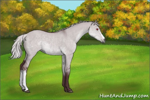 Horse Color:Chocolate Silver Grullo Chinchilla 