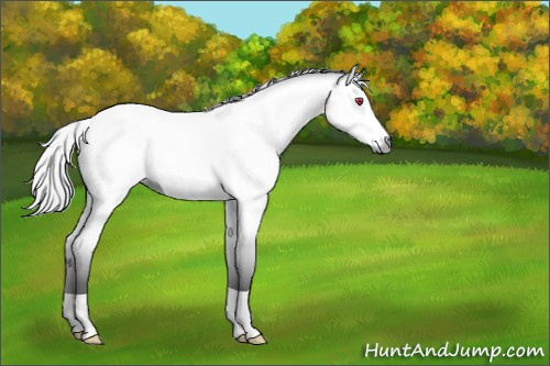 Horse Color:Silver Buckskin Chinchilla Dun 