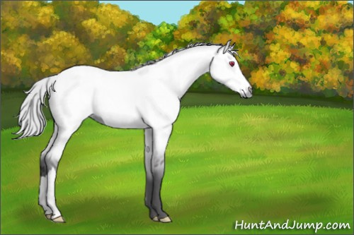 Horse Color:Silver Buckskin Chinchilla Dun 
