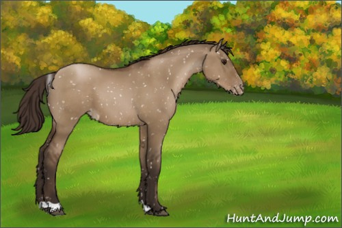 Horse Color:Gray Grullo Pearl Appaloosa 
