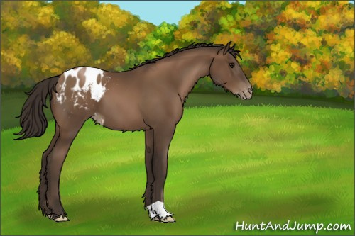 Horse Color:Gray Black Pearl Appaloosa 