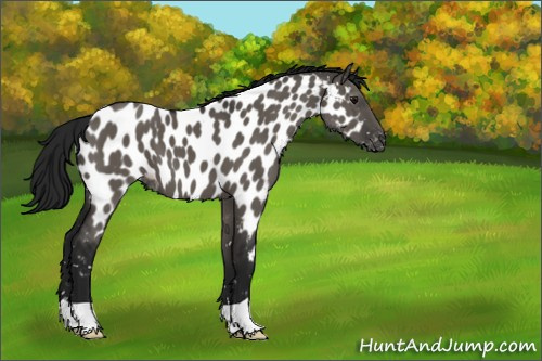 Horse Color:Gray Grullo Appaloosa 