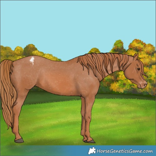 Horse Color:Chestnut Appaloosa 