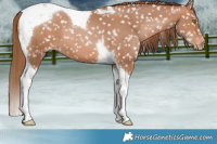 Horse Color:Brown Pearl Tobiano Snowflake Varnish