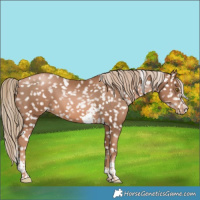 Horse Color:Liver Chestnut Pearl Tobiano Appaloosa 