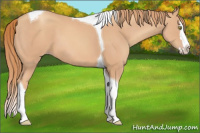 Horse Color:Gold Champagne Splash Tobiano 