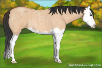 Horse Color:Bay Roan Dun Splash