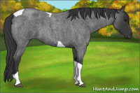 Horse Color:Blue Roan Tobiano 