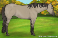 Horse Color:Smoky Grullo 