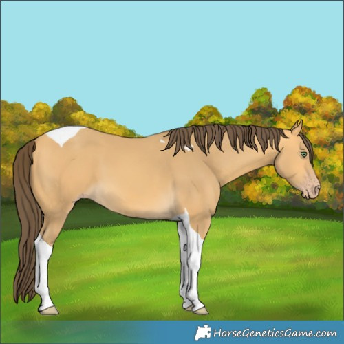 Horse Color:Amber Cream Champagne Tobiano 