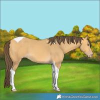 Horse Color:Amber Cream Champagne Tobiano 