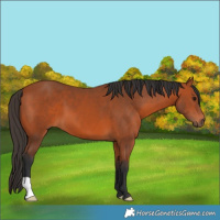 Horse Color:Bay 
