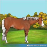 Horse Color:Silver Bay 