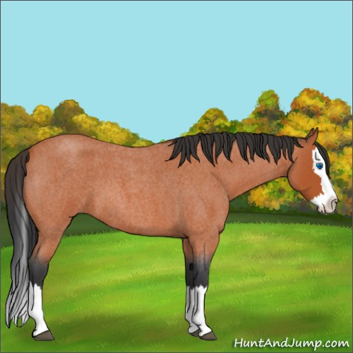 Horse Color:Bay Roan Splash 