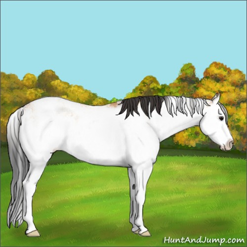 Horse Color:Bay Dun Sabino Splash