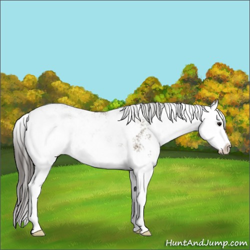 Horse Color:Smoky Grullo Sabino Splash