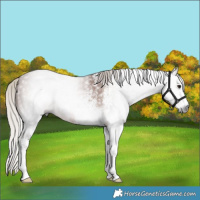 Horse Color:Gray White Spotted Silver Bay 