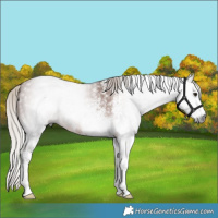 Horse Color:Gray White Spotted Silver Bay 