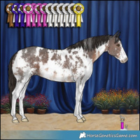 Horse Color:White Spotted Liver Chestnut Sabino 