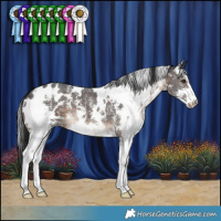 Horse Color:White Spotted Brown Sabino 